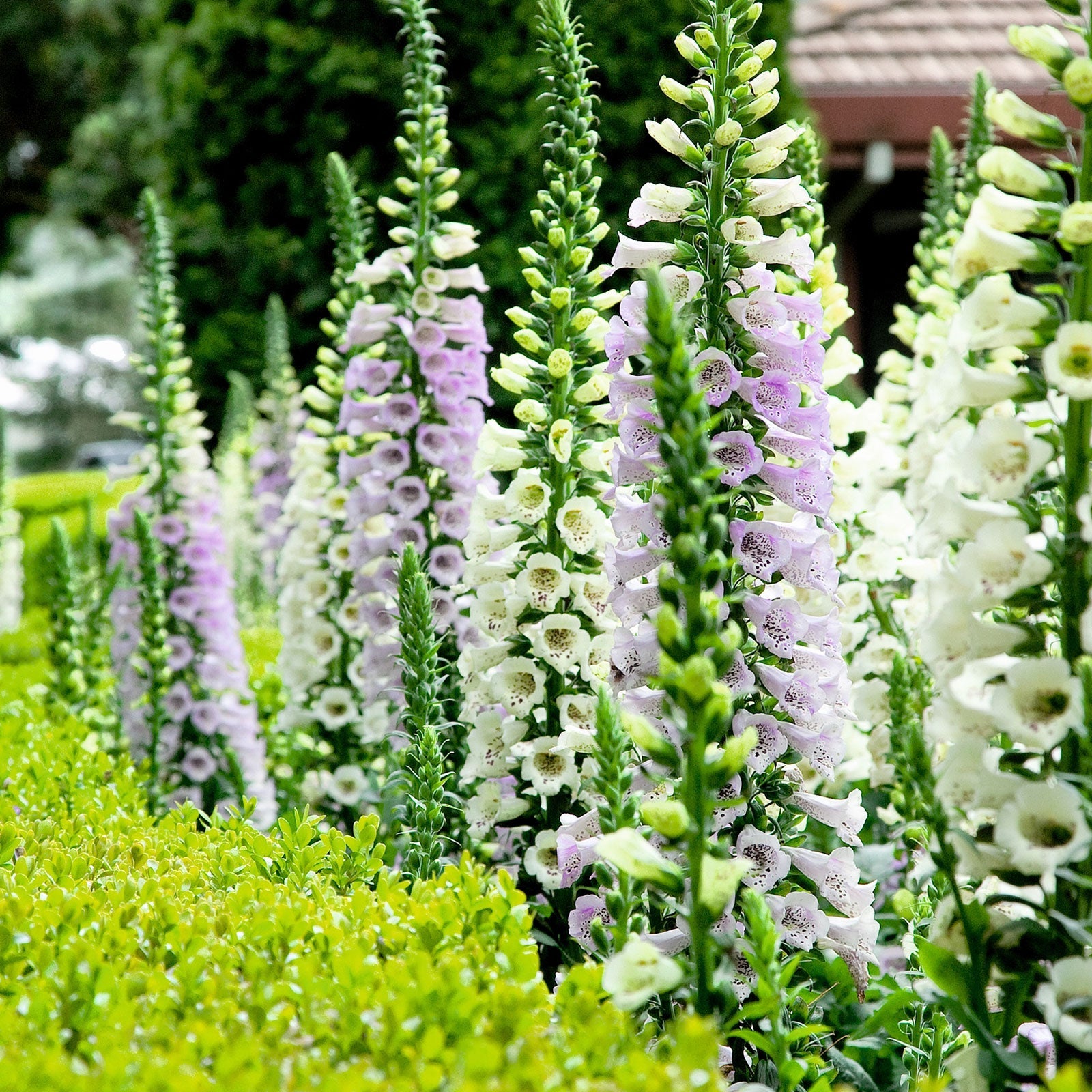Pink and white foxglove gloxiniaeflora tall stems growing in a bright garden setting.