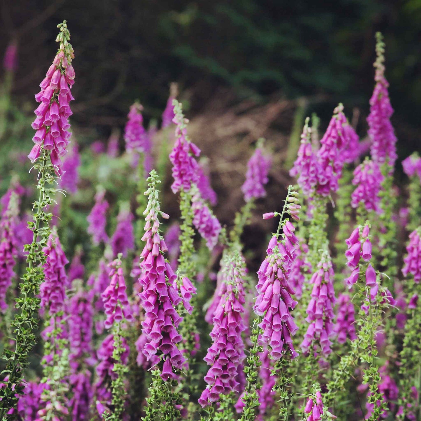 Purple foxglove flowers on tall stems growing in a bright garden setting.