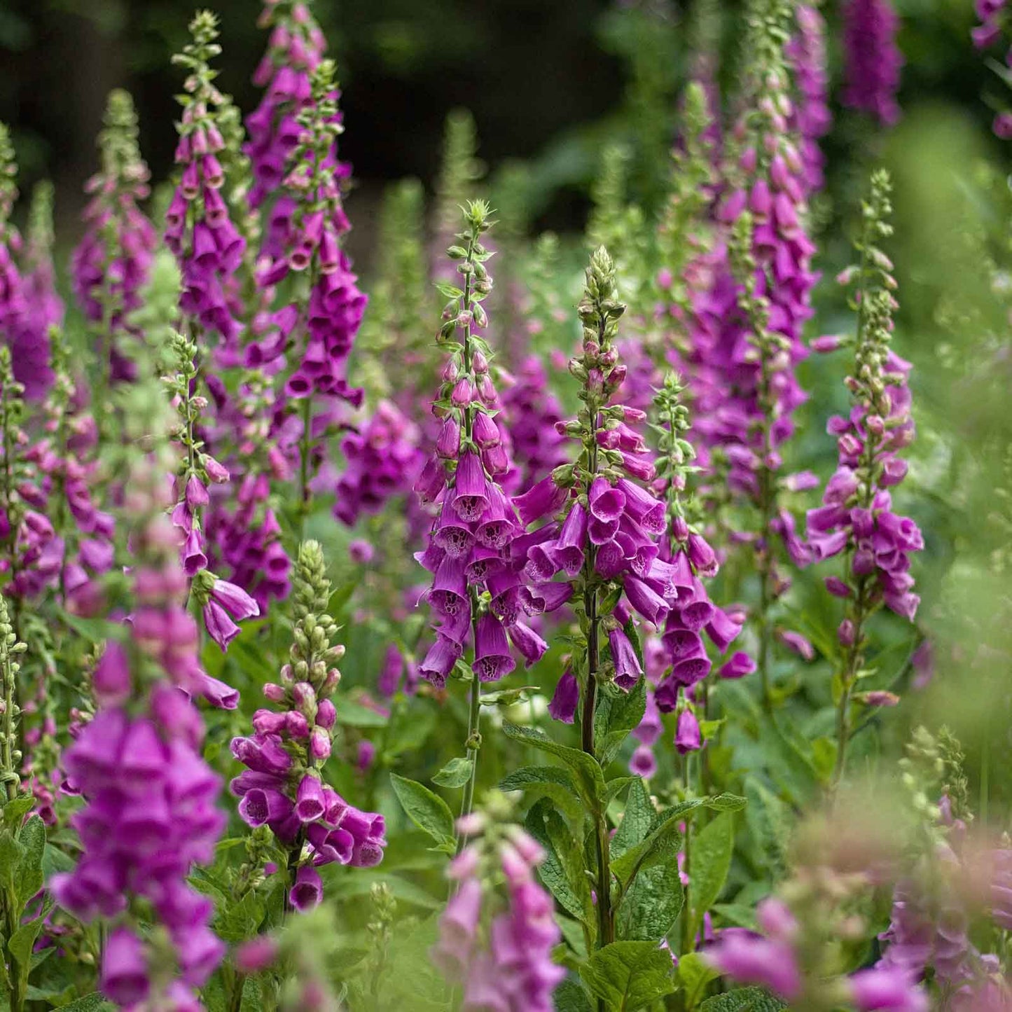 Purple foxglove flowers on tall stems against a blurred green background.