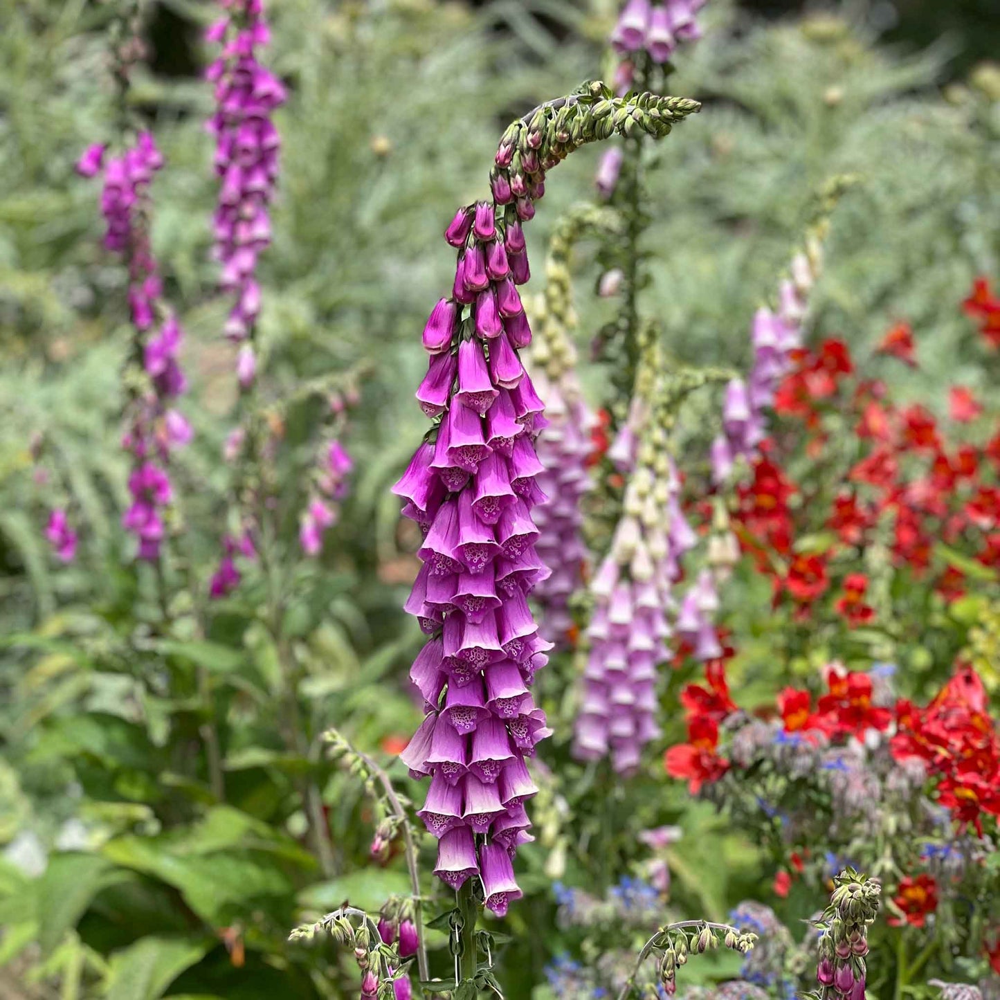 Purple foxglove flowers growing in a colorful bright garden setting.
