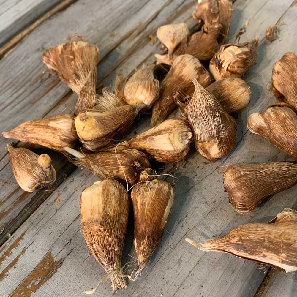 Several freesia bulbs showing teardrop bulb with some hair on it on a wooden surface.