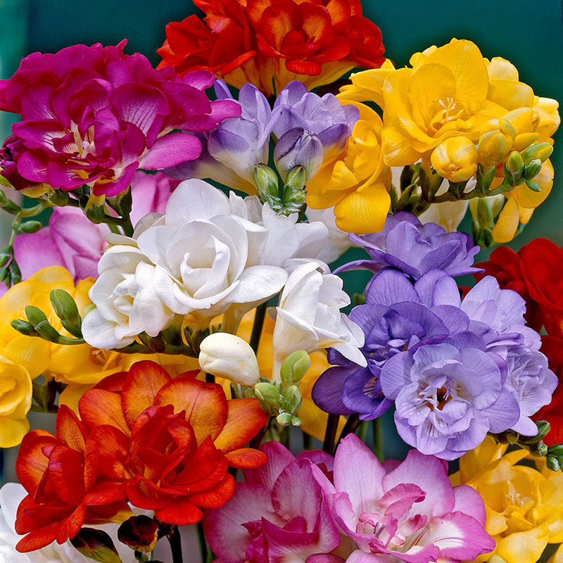 A close up of Double Mix Freesia blooms showing a variety of colors.