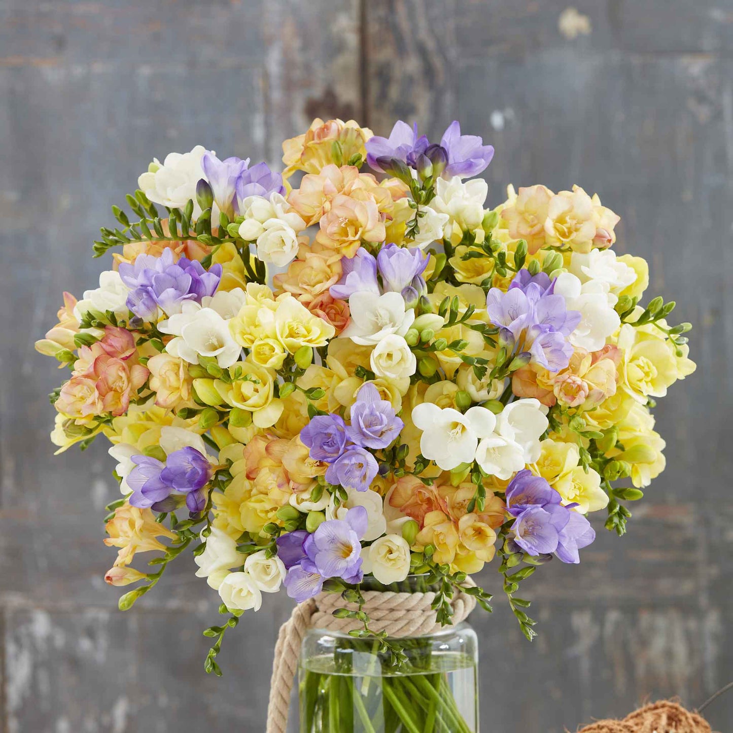 A vibrant bouquet of Pastel Mix freesia flowers in shades of pink, purple, and white, arranged in a clear vase.