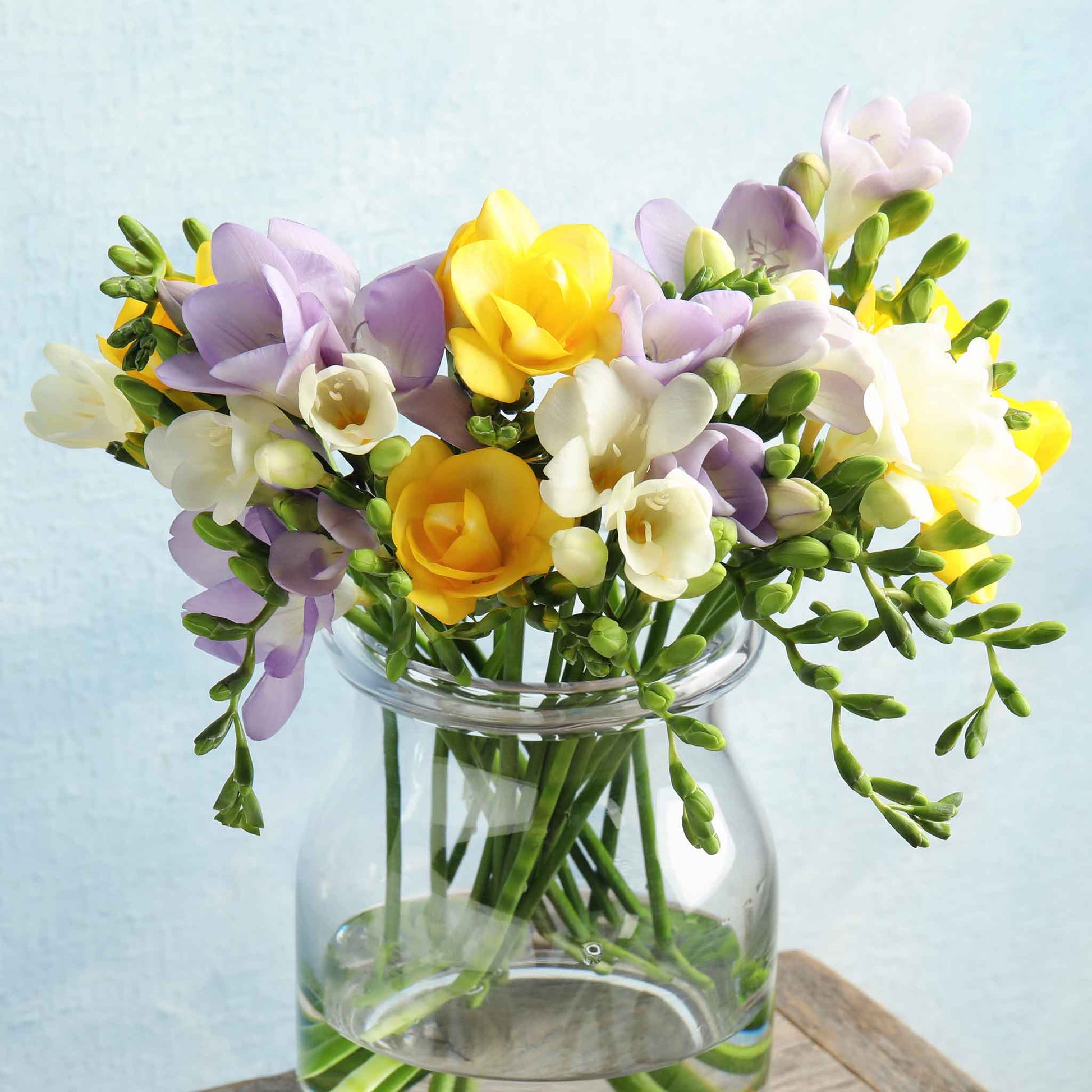 A vibrant bouquet of Spring Rain Mix freesia flowers in shades of pink, purple, and white, arranged in a clear vase.