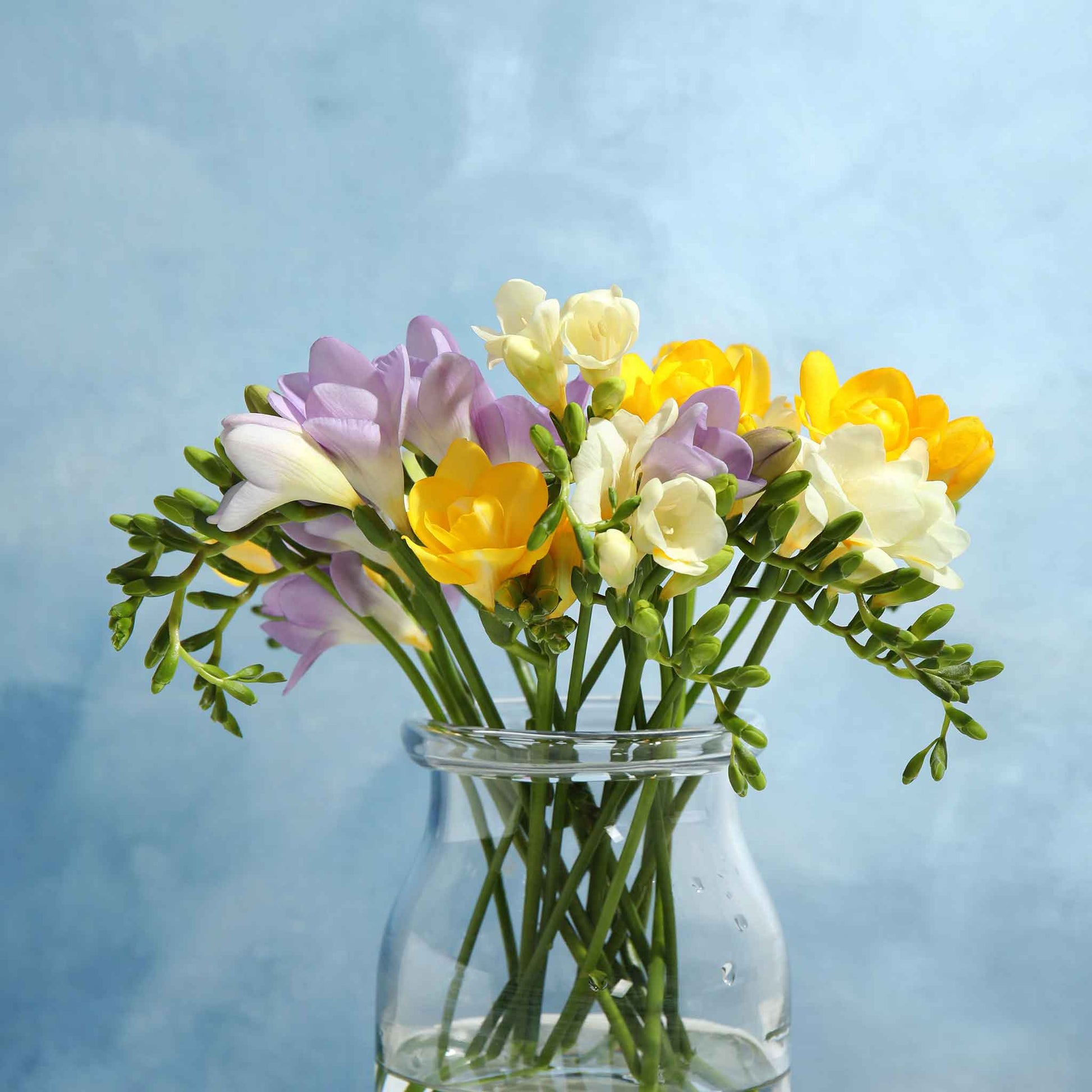 A vibrant bouquet of Spring Rain Mix freesia flowers in shades of pink, purple, and white, arranged in a clear vase.