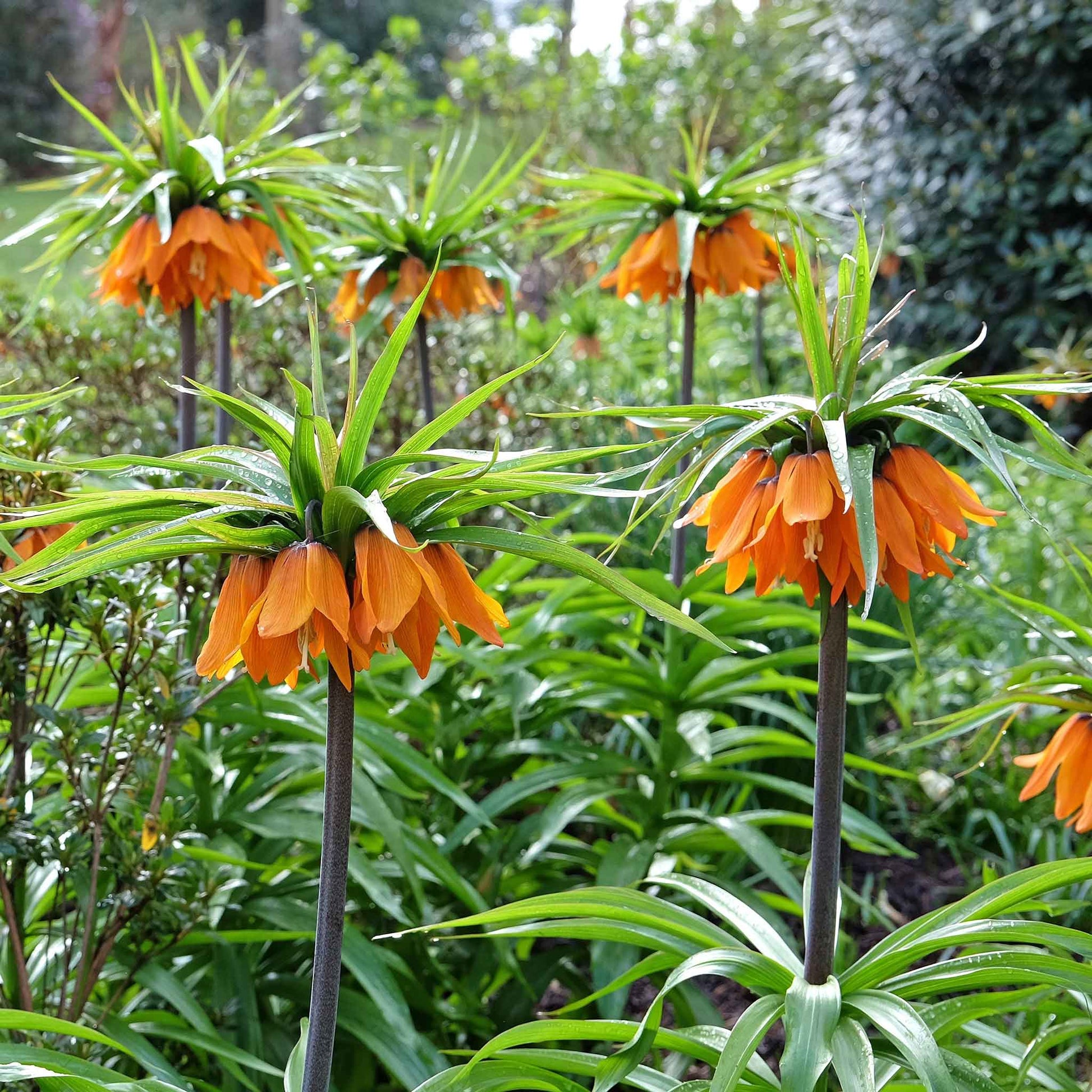 Orange Fritillaria flowers in full bloom with vibrant petals and green stems.