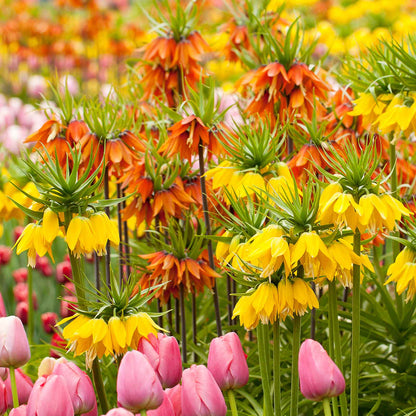 A cluster of vibrant orange bell-shaped Fritillaria blossoms surrounded by colorful daffodils and tulips.