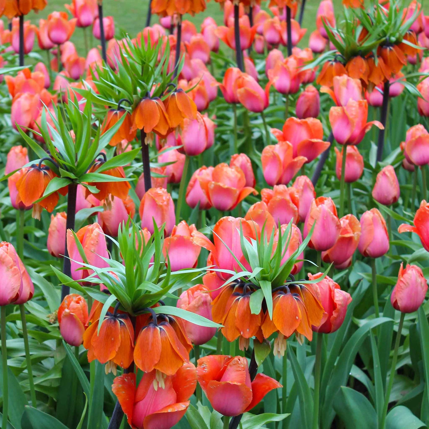 Orange Fritillaria flowers in full bloom with vibrant petals and green stems.