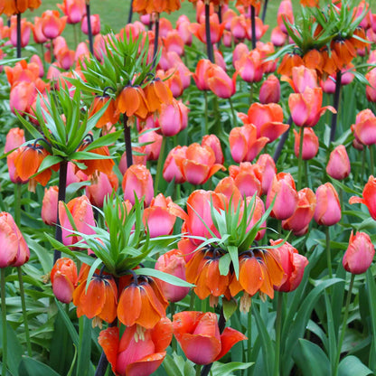 Orange Fritillaria flowers in full bloom with vibrant petals and green stems.