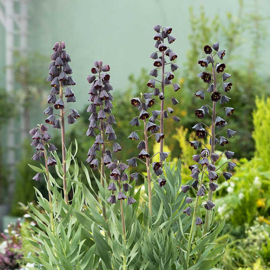 A purple Persica fritillaria flower with bell-shaped blooms hangs from a tall, slender stem. | copyright: Floramedia UK Ltd