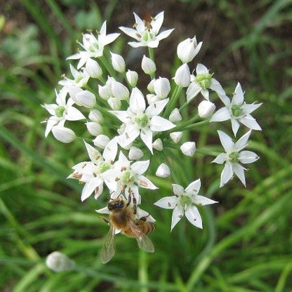 Garlic Chives Seedlings