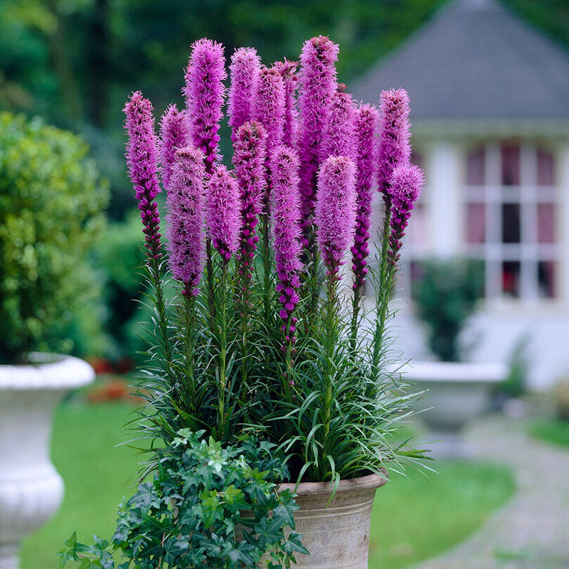 A closeup of vibrant magenta gayfeather flowers in a garden setting.
