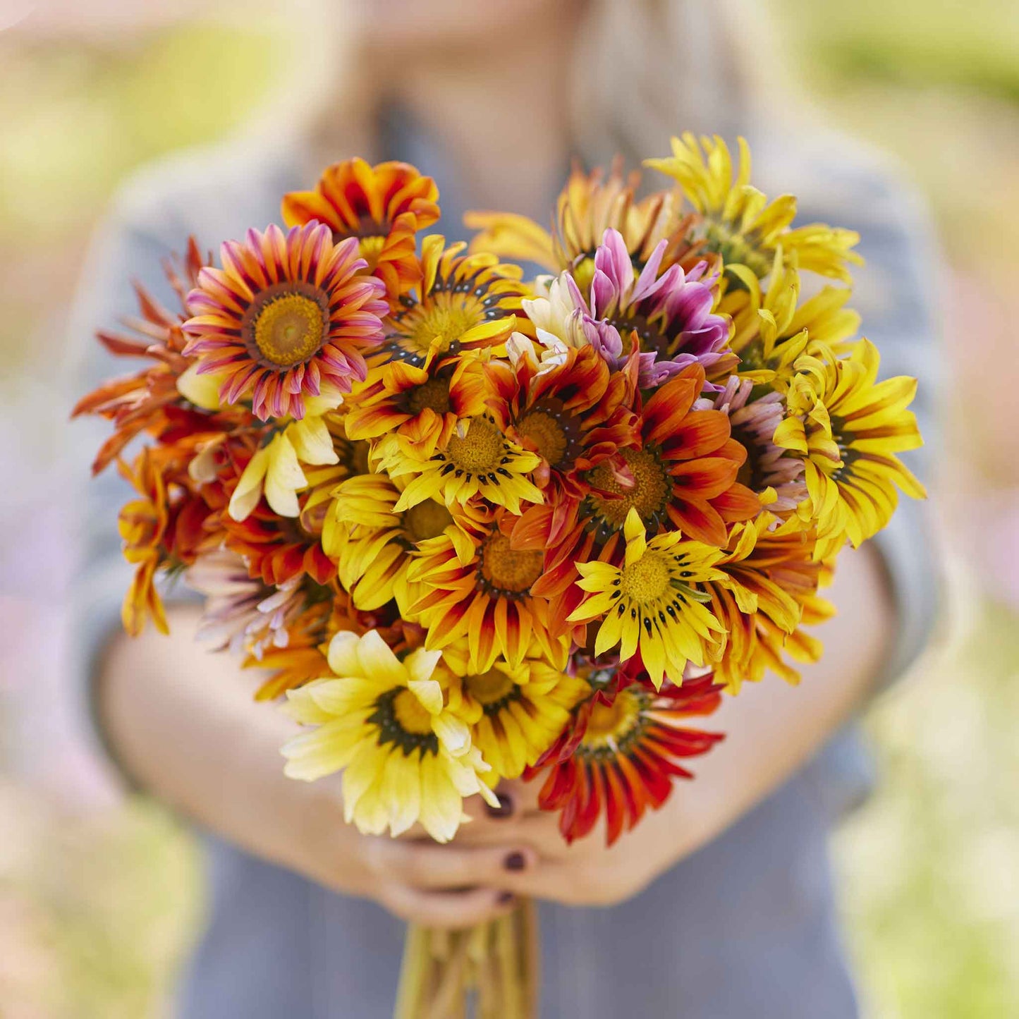 Orange and yellow gazania sunshine mix flowers held in a bunch against a plain background.