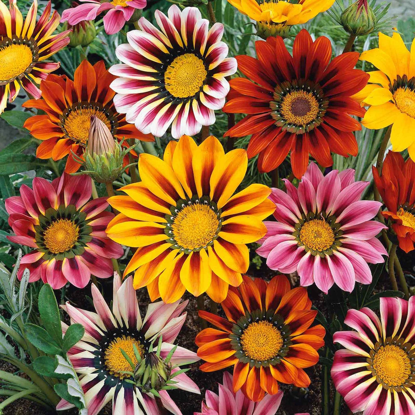 Orange, pink, and yellow gazania sunshine mix flowers filling a bright garden setting.