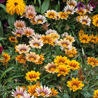 Orange and yellow gazania sunshine mix flowers filling a bright garden setting.