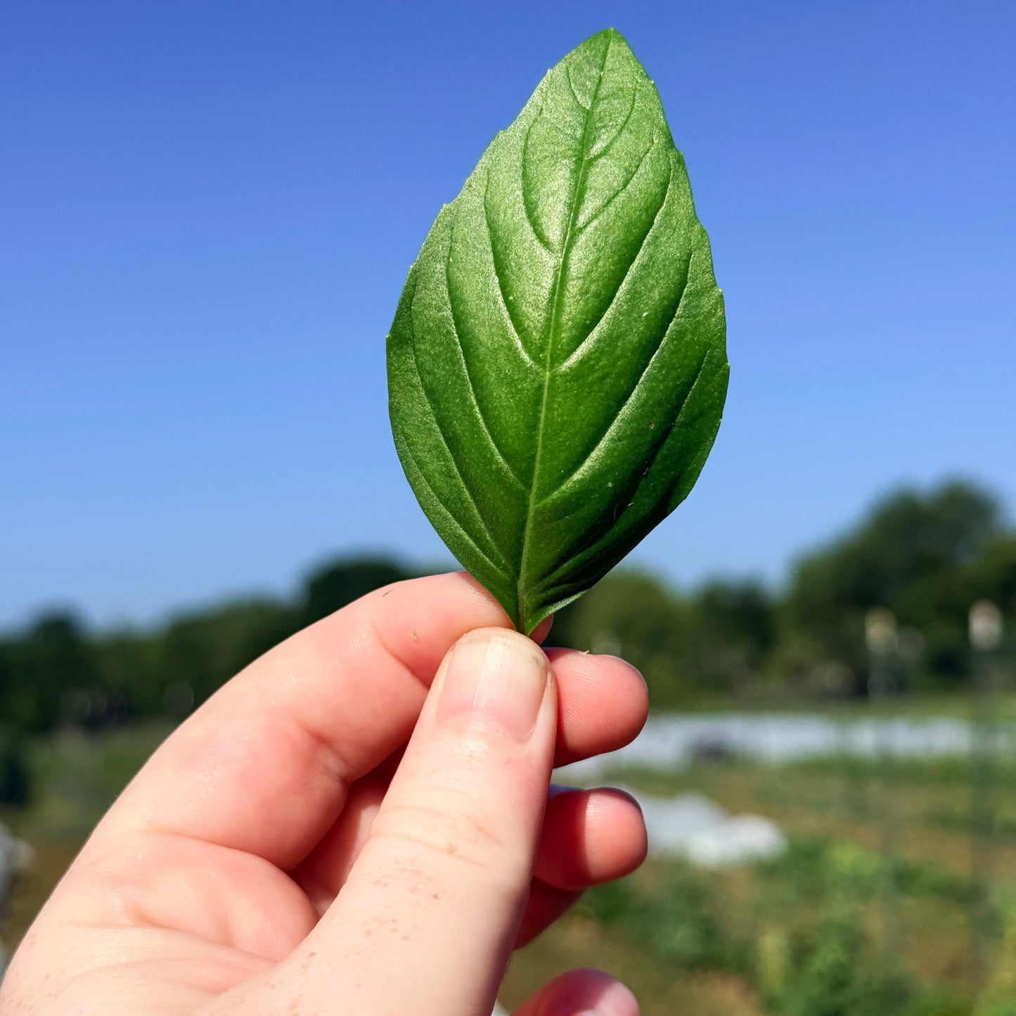 Genovese Basil