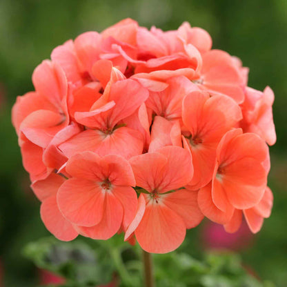 Salmon pink geranium horizon deep salmon flower against a blurred green background.