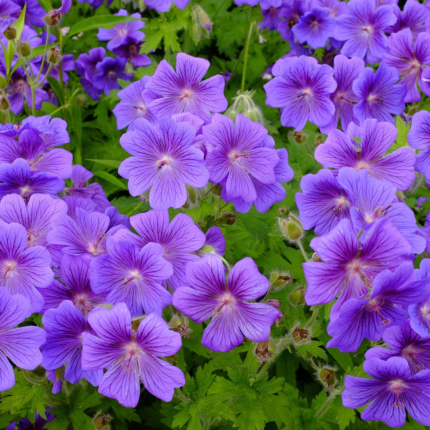 A cluster of violet-blue purple cranesbill geranium flowers with dark veins and textured green foliage.