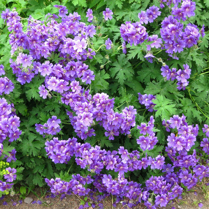 A cluster of violet-blue purple cranesbill geranium flowers with dark veins and textured green foliage.