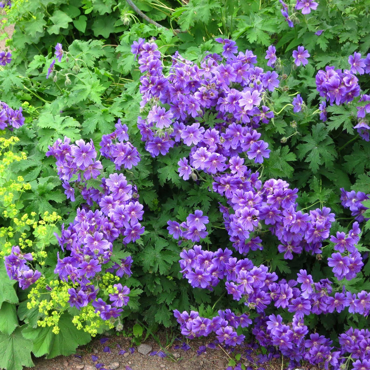 A cluster of violet-blue purple cranesbill geranium flowers with dark veins and textured green foliage.
