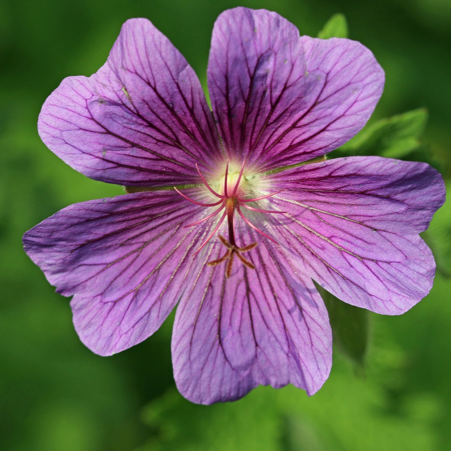 Purple cranesbill flowers with dark purple veins and green lobed leaves.
