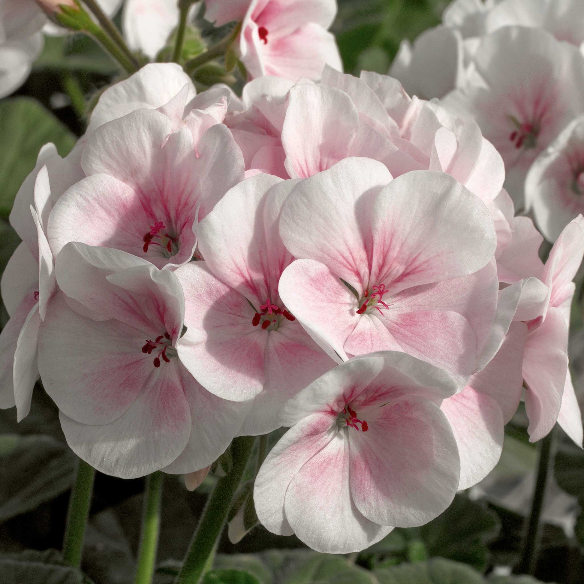 Pink geranium maverick appleblossom flowers against a blurred green background.