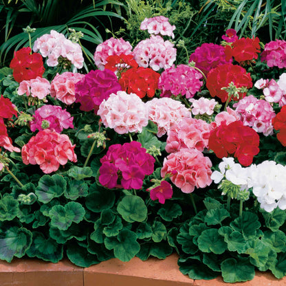 Pink and red geranium maverick mix flowers growing in a bright garden setting.