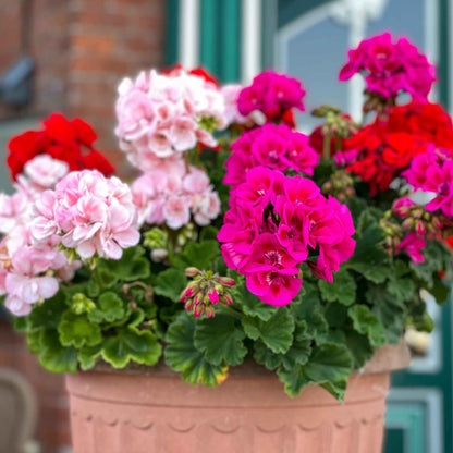 Pink and red geranium maverick mix flowers growing in a bright garden setting.
