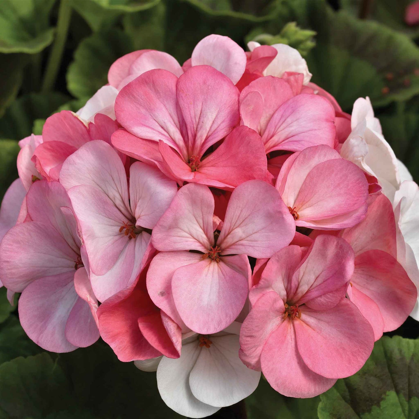 Pink geranium pinto premium white to rose flower in a terracotta pot.