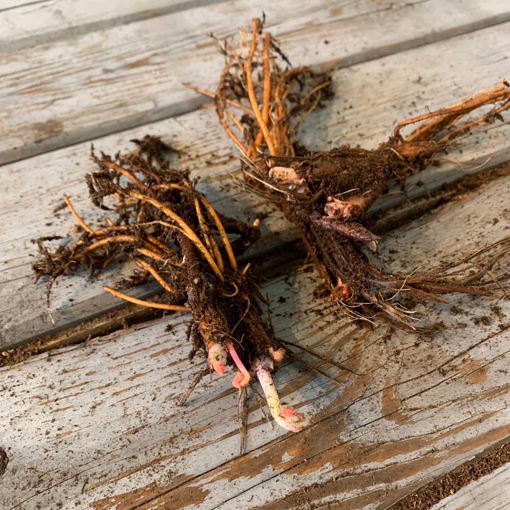 Geranium roots with dirt on the roots and showing eye buds on a wooden surface