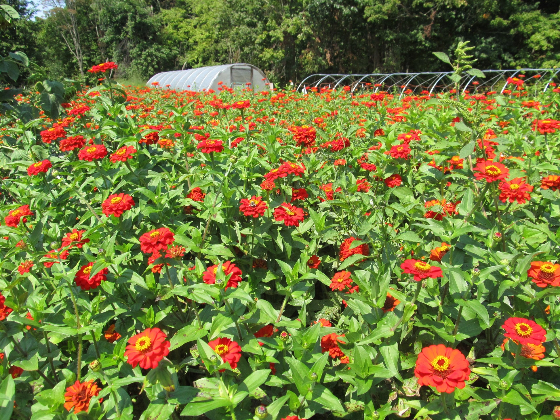 Planted in mass.
