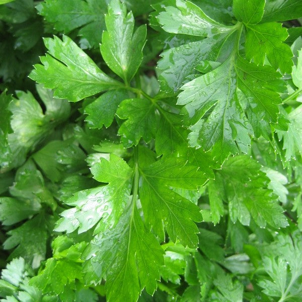 Gigante d'Italia Parsley Seedlings