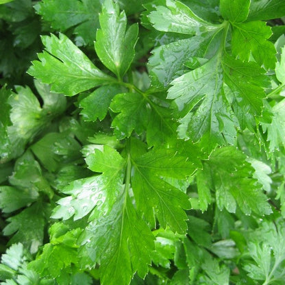 Gigante d'Italia Parsley Seedlings