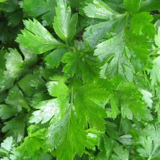 Gigante d'Italia Parsley Seedlings – live herbs seedling