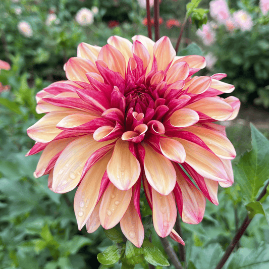 Gitts Crazy Dahlia Tuber – spring-planted flower bulb