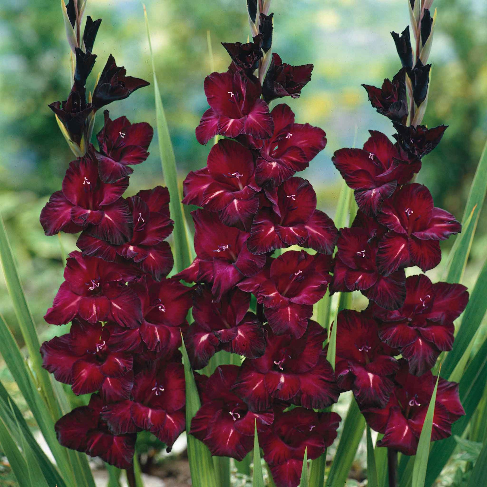Dark, ruffled Black Star gladiolus flowers with a deep burgundy or black hue against a blurred green background.