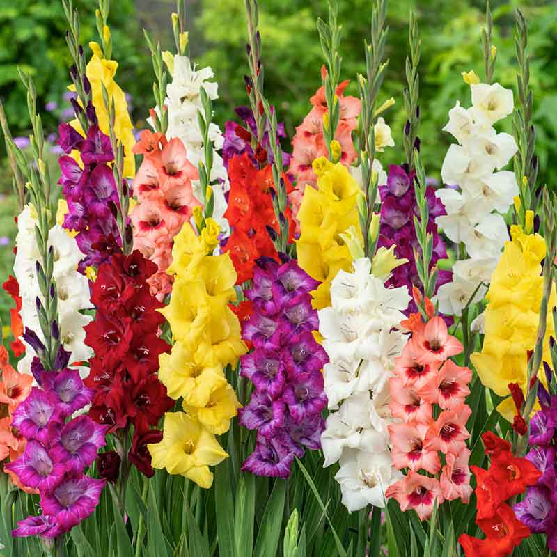 Border Mix gladiolus flowers in various colors, showcasing their tall stalks and multiple blooms. | copyright: Floramedia UK Ltd