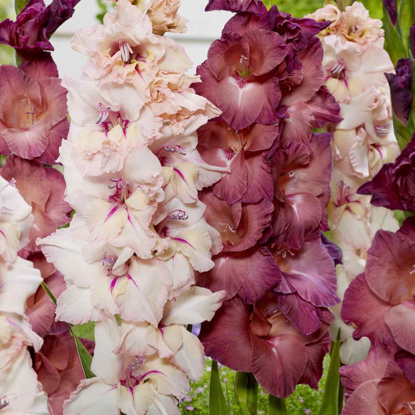 Pink Haze Mix gladiolus flowers with white centers and hints of yellow, arranged in a vibrant, full bloom.