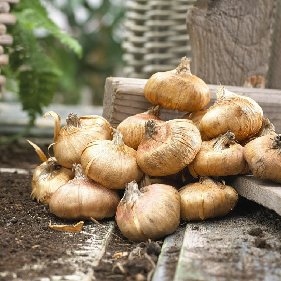 A close-up shot of several brown gladiolus bulbs, showing their fibrous texture and ready to plant.
