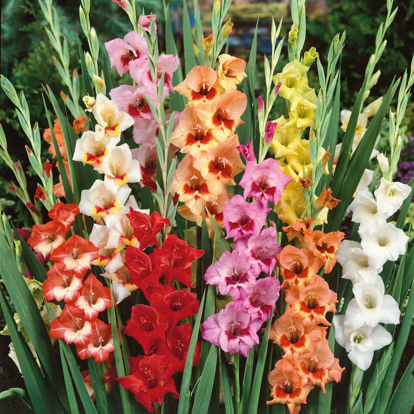 Butterfly gladiolus flowers in various colors, showcasing their tall stalks and multiple blooms.