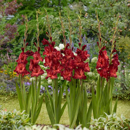 Chocolate gladiolus flowers in various colors, showcasing their tall stalks and multiple blooms.