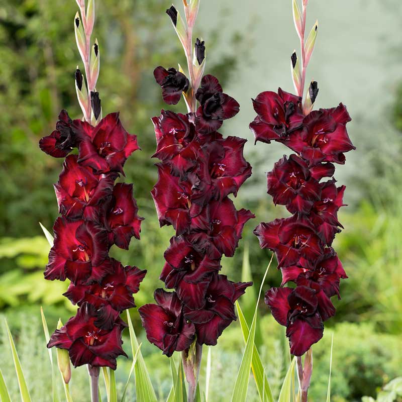 A close-up of a dark, rich red Espresso gladiolus flower with ruffled petals and a hint of purple. | copyright: Floramedia UK Ltd
