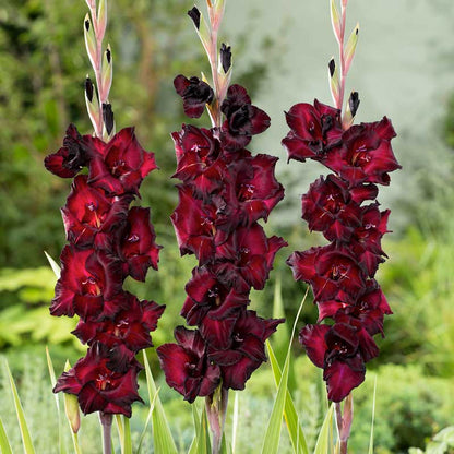A close-up of a dark, rich red Espresso gladiolus flower with ruffled petals and a hint of purple. | copyright: Floramedia UK Ltd