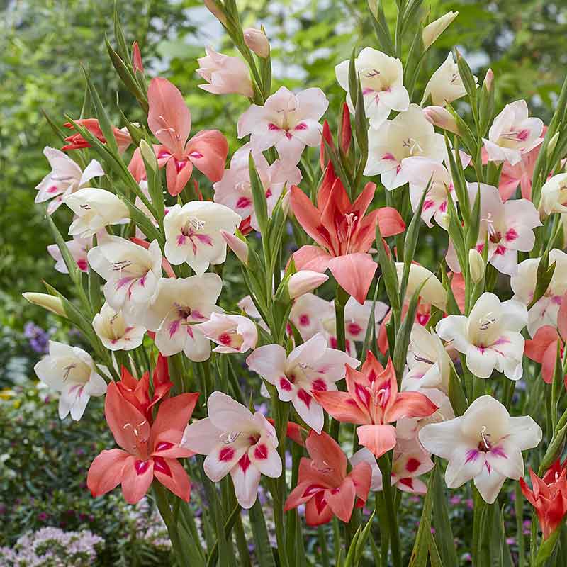 Hardy Dwarf Mix gladiolus flowers in various colors, showcasing their tall stalks and multiple blooms.