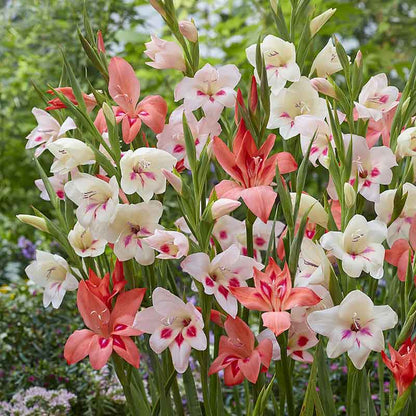 Hardy Dwarf Mix gladiolus flowers in various colors, showcasing their tall stalks and multiple blooms.