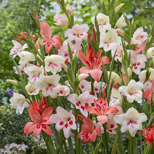 Hardy Dwarf Mix gladiolus flowers in various colors, showcasing their tall stalks and multiple blooms.