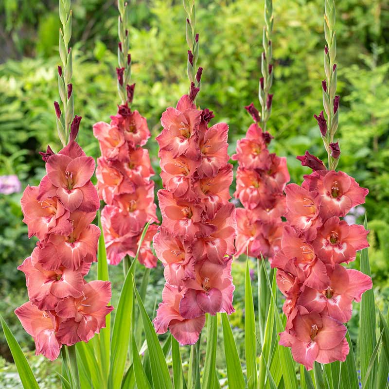 Indian Summer gladiolus flowers with white centers and hints of yellow, arranged in a vibrant, full bloom. | copyright: Floramedia UK Ltd