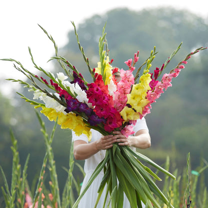 A person holding a Mixed gladiolus bouquet showing the vibrant mixed colors.