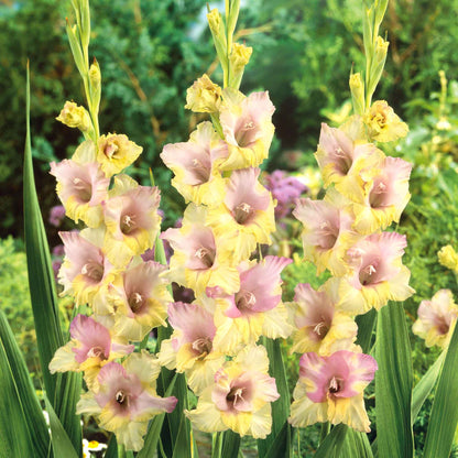 A close-up shot of a vibrant mon amour gladiolus flower with delicate petals and a soft, blurred green background.