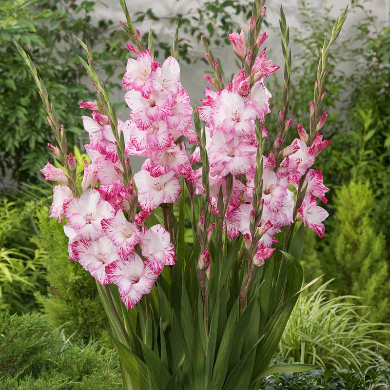 My Love gladiolus flowers in various colors, showcasing their tall stalks and multiple blooms. | copyright: Floramedia UK Ltd